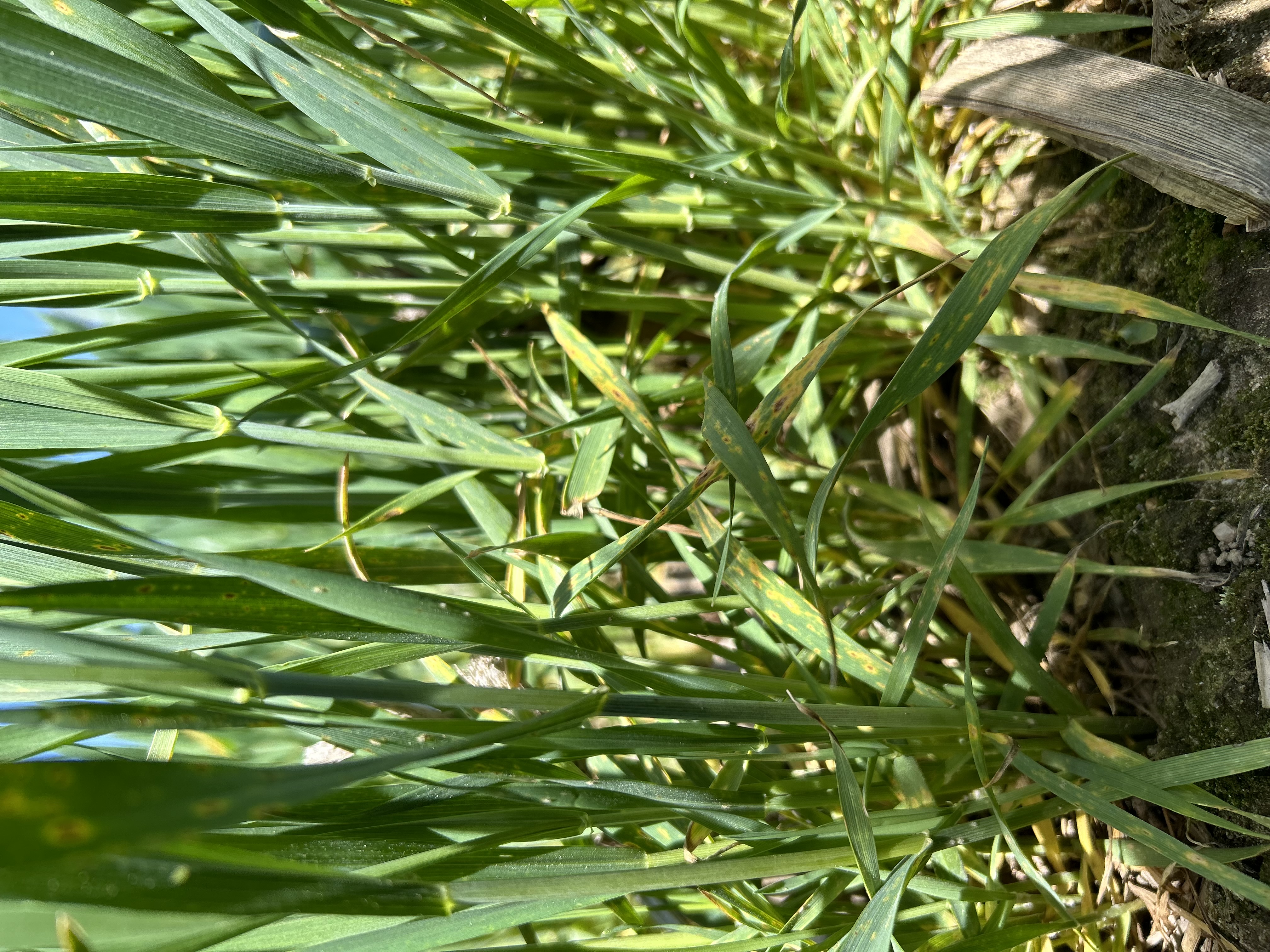 wheat stalks. 